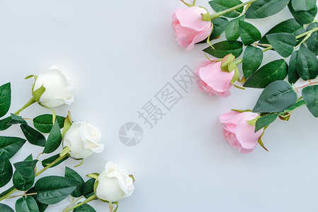 玫瑰花粉玫瑰和白玫瑰高清图片