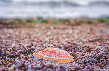 贝类石头海边贝壳背景