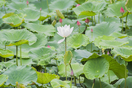 白莲花花苞夏日荷花背景