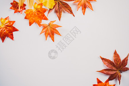 秋天枫叶文艺传统文化高清图片素材