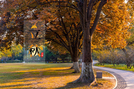 秋天的桦树林立秋海报背景设计图片