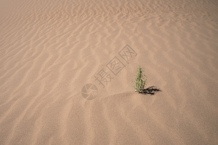 生命中过客沙漠中的植物背景