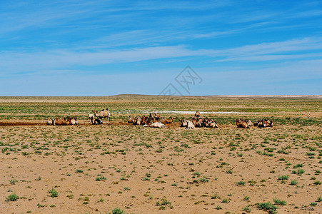 新疆沙漠中休憩的骆驼群背景图片