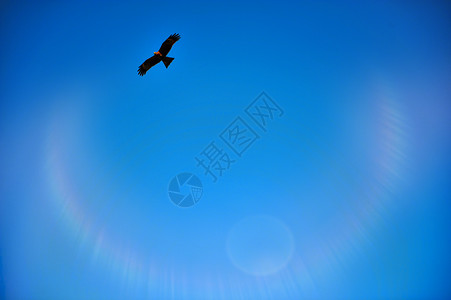 天空中的雄鹰和彩色光环图片