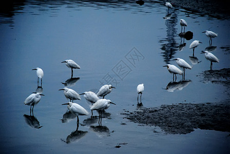 动物主题一群在厦门沙坡尾歇息的白鹭鸟背景