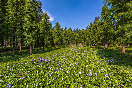 世界湿地日森林绿地鲜花背景