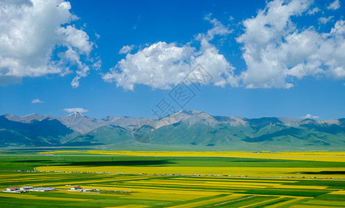 彩色大气背景门源油菜花背景