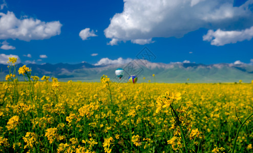 彩色热气球门源油菜花背景