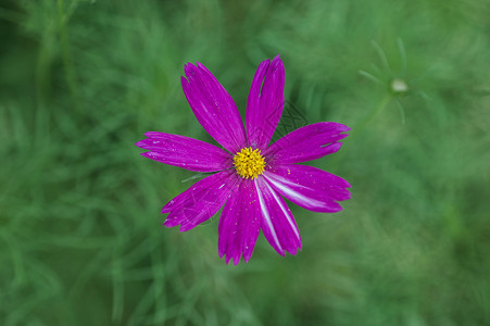 花朵图片