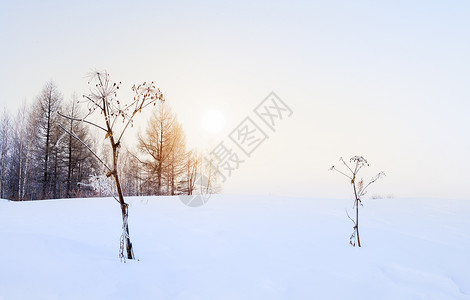 雪地植物冬日暖阳简约背景背景