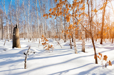 秋天的枫树冬日暖阳雪地上的白桦林红叶背景