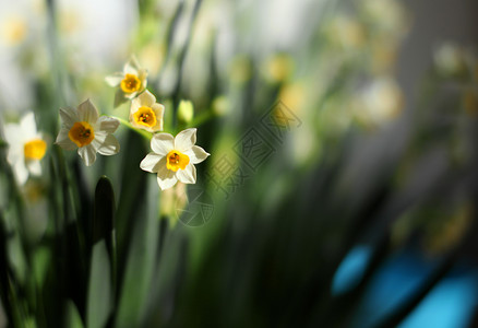 水仙花水仙花盆栽高清图片