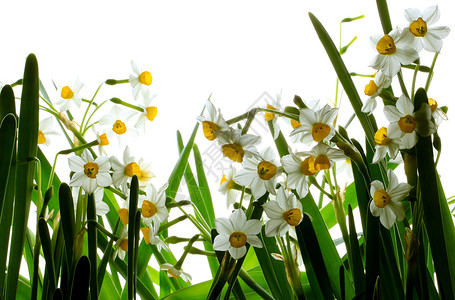 水仙花水仙花盆栽高清图片