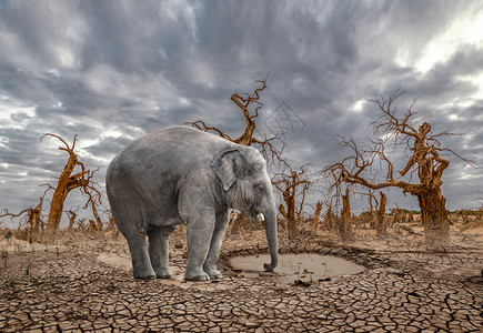 洒水的大象人与树的素材高清图片