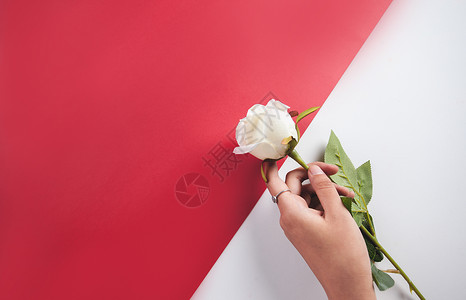 创意情人节广告手拿白玫瑰背景