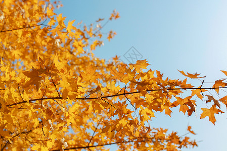 秋天枫叶四季发财高清图片