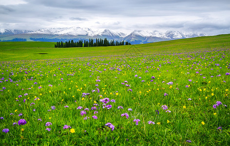 草地森林新疆喀拉峻草原背景