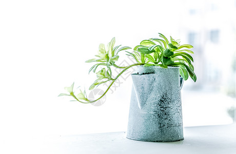 花卉绿植漂浮植物背景