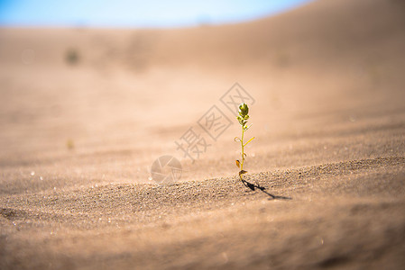 黄色土地沙漠中的生命背景