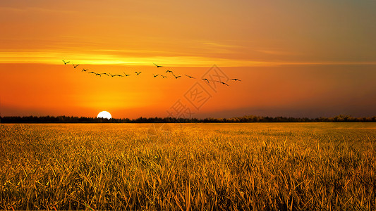 双鸟夕阳下的稻田背景