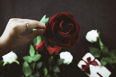手拿玫瑰花手拿一朵红玫瑰高清图片