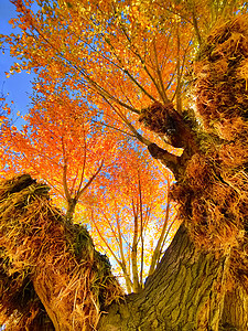 秋分稻草人红色的树木背景