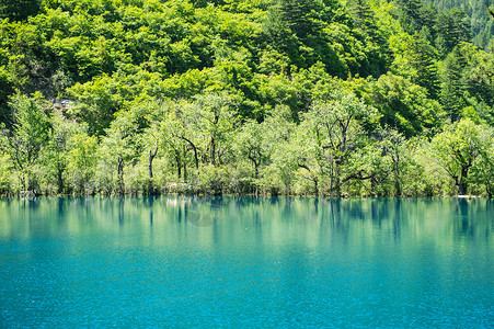 九寨沟风光一湖碧水揽山林高清图片