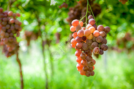 葡萄熟了植物美人指高清图片