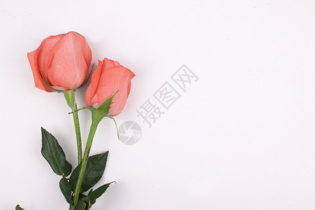 玫瑰花的素材图片