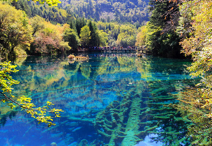 自然界清道夫九寨沟五花海背景