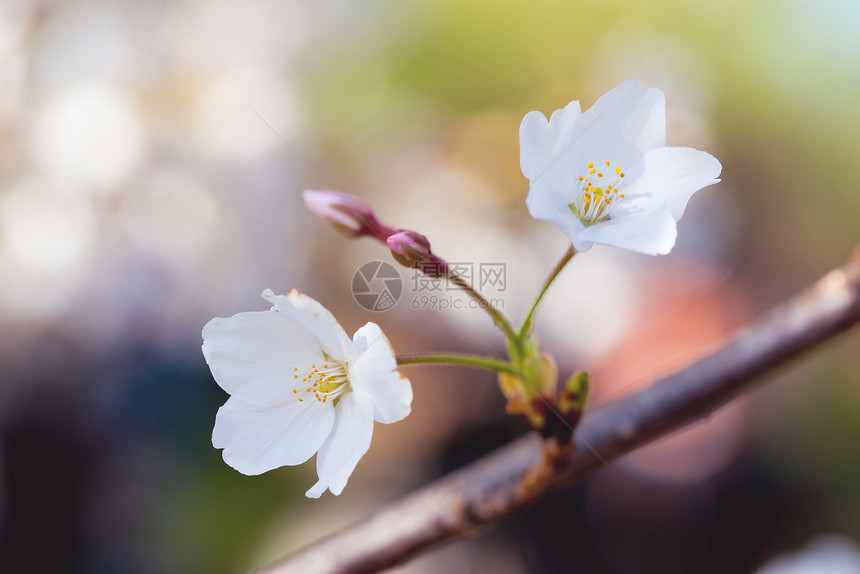 唯美樱花图片