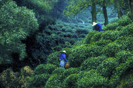 采茶人非物质文化遗产茶历史高清图片