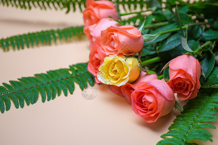 蓬松气氛鲜花520温馨浪漫玫瑰花背景