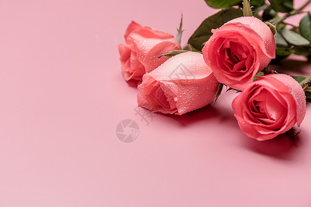 粉色小清新点缀浪漫玫瑰花背景