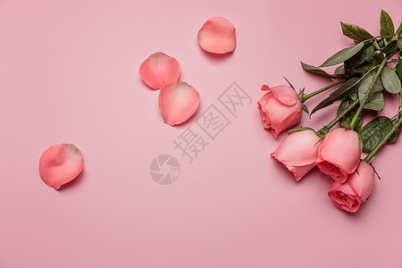 粉色玫瑰花漂亮的情人节七夕玫瑰背景