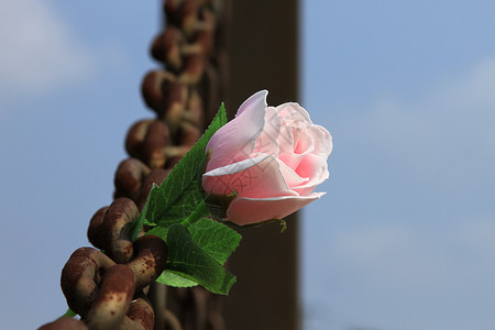 铁锁与鲜花：永恒的爱高清图片