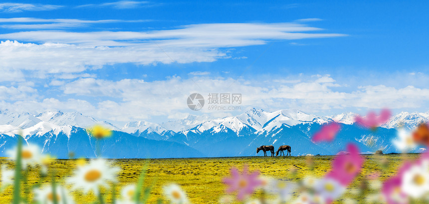 雪山马匹图片