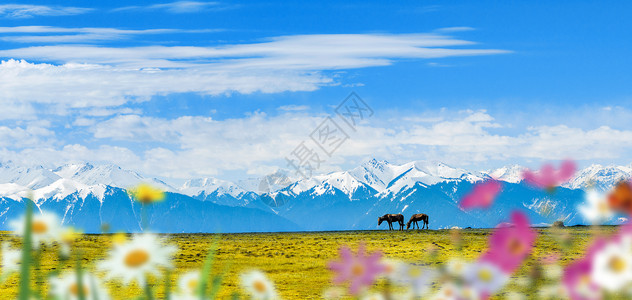 雪山马匹格桑花花素材高清图片