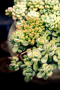 多肉植物爱好景天科高清图片