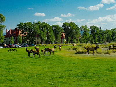 黄石公园的一景背景图片