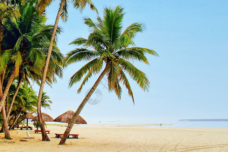 海滩椰子树组合三亚-天涯海角背景