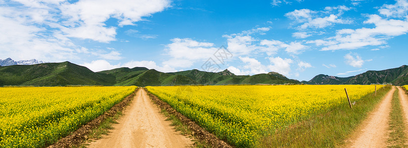 川西八美油菜花春天美景背景图片