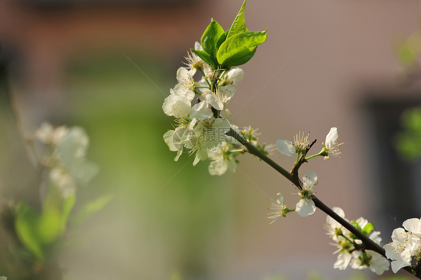 李子花图片