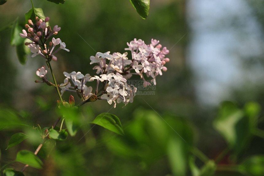 丁香花图片