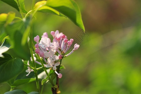 丁香花生物世界丁香花高清图片