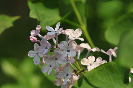 丁香花背景图片