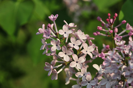 丁香花背景图片