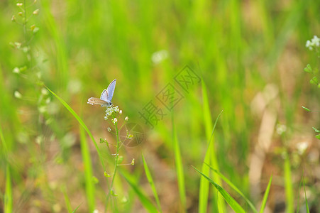 蓝色紫色花丁香花上的粉蝶背景
