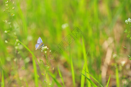 春暖花开蝴蝶丁香花背景