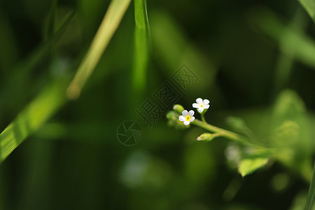 附地菜花草杂草地高清图片